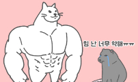 40.고양이 강아지