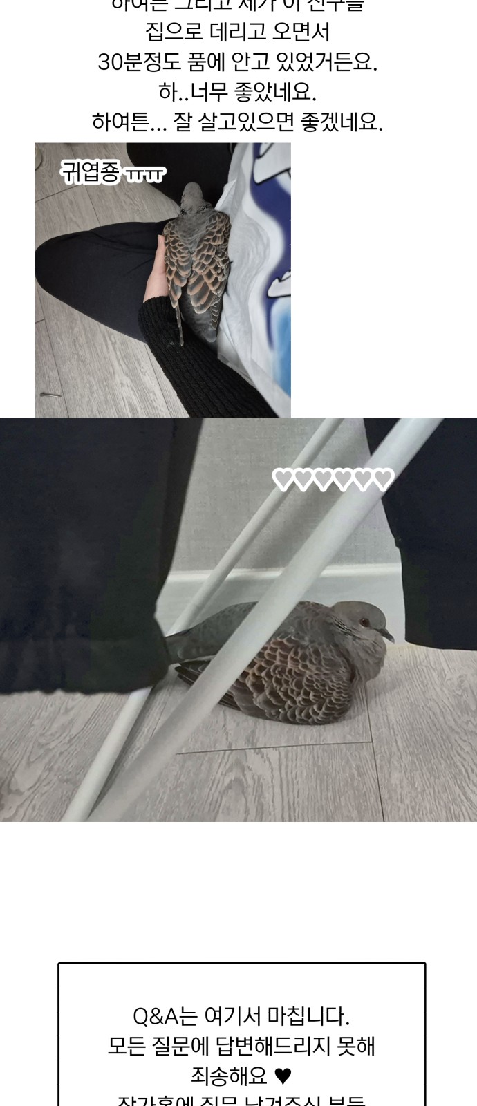 43 페이지
