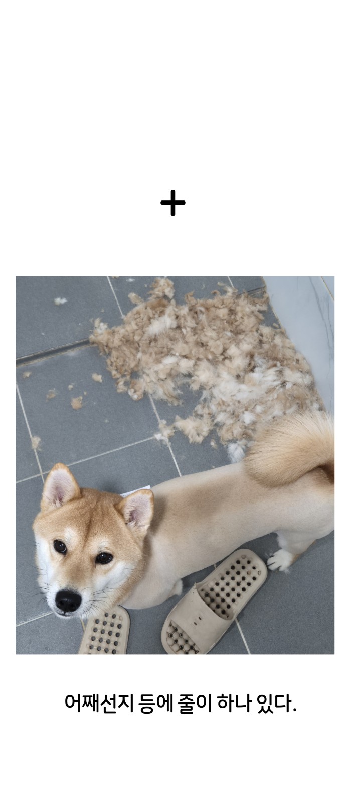43 페이지